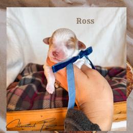 Ross - Parti male Goldendoodle puppy in New Harmony, Indiana from Cottonwood Farms