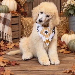Elvis Presley - Cream male Poodle puppy in Lookout, California from Rossiter Poodles