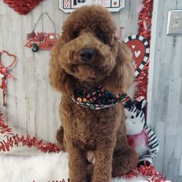 Millie - Goldendoodle