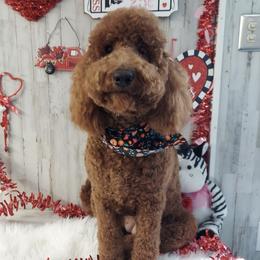 Millie - Goldendoodle