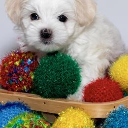 Maltese and Maltipoo Puppies from Chez Lexi Kennels