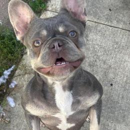 Stella - French Bulldog