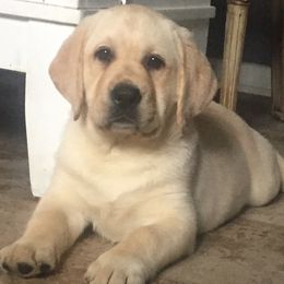 Labrador Retrievers from ShoreLea