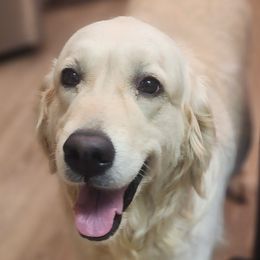 Mila Snow - Golden Retriever