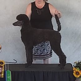 Freddie - Poodle