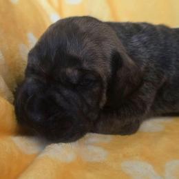 Barley - Brindle male Great Dane puppy in Albany, Oregon from Red Cloud Australian Shepherds and DeGray Great Danes & Bulldogs