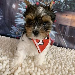 Little rocky 2000 - Black tan and white male Biewer Terrier puppy in Douglas, Georgia from Southern Georgia Yorkies and biewers