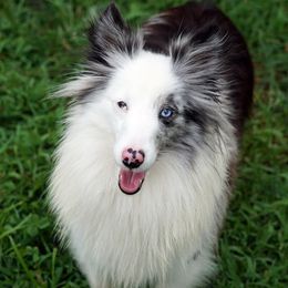 Quilla - Toy Shetland Sheepdog