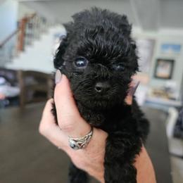 Mavis - Black female Poodle puppy in Mapleton, Utah from Caboodles Of Poodles