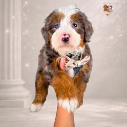 Tenet - Blue merle male Bernedoodle puppy in Canton, Georgia from Teddy Puppies