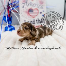 Big Mac - Dapple male Dachshund puppy in Prairieville, Louisiana from Southern Barron Danes & Dachshunds