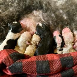 Apricot Female - Fawn and white female Sheepadoodle puppy in Cambridge, Ohio from Sweet Creek Pups