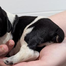 Poe - Black and white male English Springer Spaniel puppy in Stephens City, Virginia from Legendary Springers