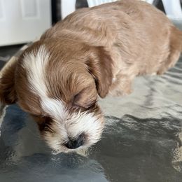 Sassy - Red female Cavapoo puppy in Osseo, Michigan from Smiths Fluffy butts