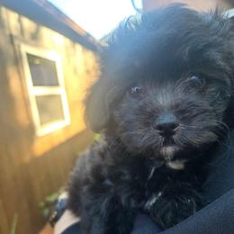 Luna - Black & white female Maltipoo puppy in Boston, Kentucky from MountCarmelPuppies