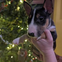 Billy Idol - Black tan and white male Miniature Bull Terrier puppy in London, Kentucky from Barton's Miniature Bull Terrier