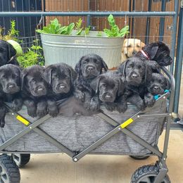 Labrador Retriever Puppies from Labs4Ever Labradors