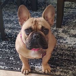 Meekah - French Bulldog