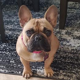 Meekah - French Bulldog