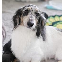 Haylo - Dachshund