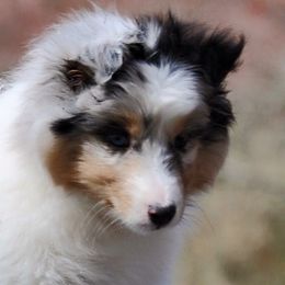 Cane Corso and Shetland Sheepdog Puppies from Redemption Kennels