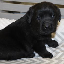 Avalanche - Black male Labrador Retriever puppy in Camden, Indiana from Camden's Caring Canines