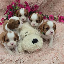 Teal girl - Blenheim female Cavalier King Charles Spaniel puppy in Wimberley, Texas from Amazing AKC Puppies