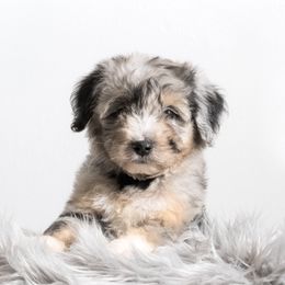 Bernedoodle and Aussiedoodle Puppies from Lillybee