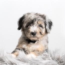 Bernedoodle and Aussiedoodle Puppies from Lillybee