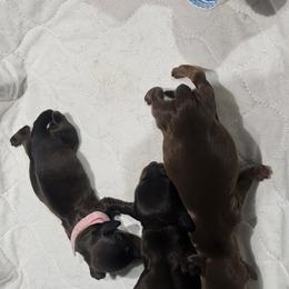 Dachshund Puppies from Long Mountain Long Dogs