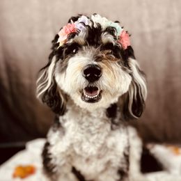 Willow - Bernedoodle