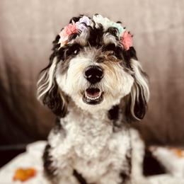 Willow - Bernedoodle