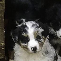 Australian Shepherds from Mtn Mist Australian Shepherds