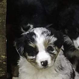 Australian Shepherds from Mtn Mist Australian Shepherds