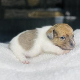 Zack - Brindle male Companion Cross puppy in Garvin, Oklahoma from Hochatown Awesome Aussies