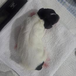 Girl 1 - White black and tan female Toy Fox Terrier puppy in Conway, South Carolina from Bee'Em Sea Kennel