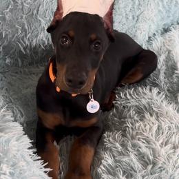 Benedict (Orange Collar) - Black and rust male Doberman Pinscher puppy in Centralia, Missouri from TopSpots Farm
