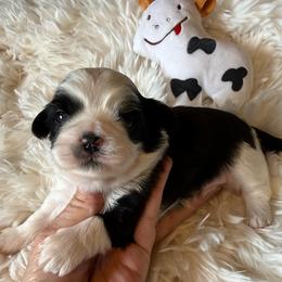 Akc Moo Moo Champion B - Black and white male Shih Tzu puppy in Long Beach, California from Prieto Shih-Tzu's
