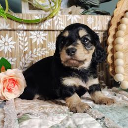Callie - Black and cream female Dachshund puppy in Thomaston, Georgia from UGG Ranch