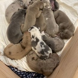 Great Dane and Yorkshire Terrier Puppies from Graham’s Danes