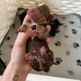 Yellow Girl - Chocolate and tan female Dachshund puppy in Lexington, Kentucky from Wilderness Weenies