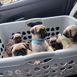 French Bulldog and Pug Puppies from Peachy Pugs