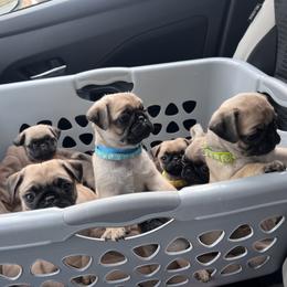 French Bulldog and Pug Puppies from Peachy Pugs