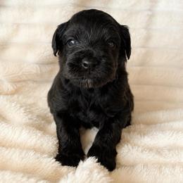 Bryan - Black and gold male Yorkipoo puppy in Calimesa, California from Teakwoodpoodleofsocal