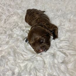 "Star Wars- Kylo- Male" Cavapoo and Cockapoo Puppies from Faith, Hope, and Doodles