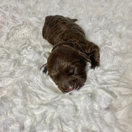 "Star Wars- Kylo- Male" Cavapoo and Cockapoo Puppies from Faith, Hope, and Doodles