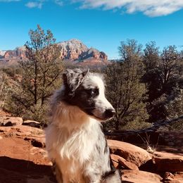 Australian Shepherds from Sedona Trail Aussies