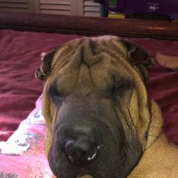 Abbie - Chinese Shar-Pei