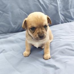 Jax - Chocolate sabled fawn male Chihuahua puppy in Brook Park, Minnesota from North Star Chihuahuas