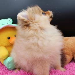 Boss - Orange male Pomeranian puppy in Mill Plain, Washington from Perfect Poms